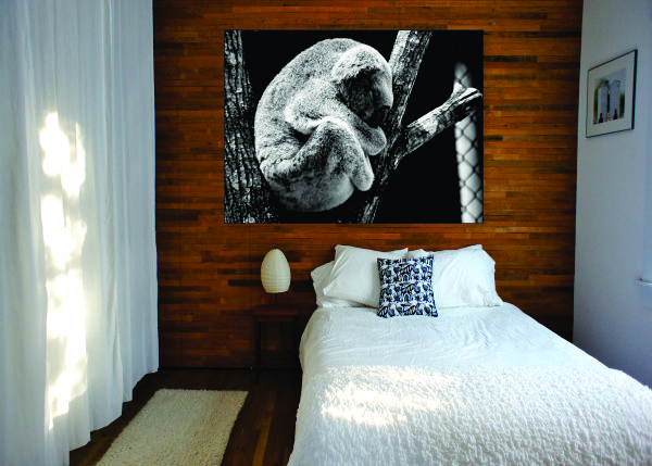 Sleepy Koala Canvas Print - 1 Piece