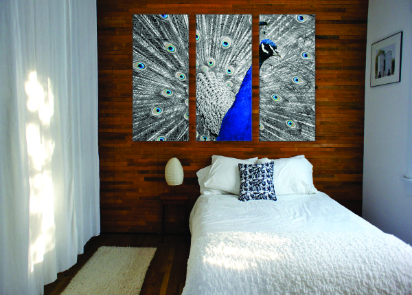 Black & White Peacock Canvas Print - 3 Piece