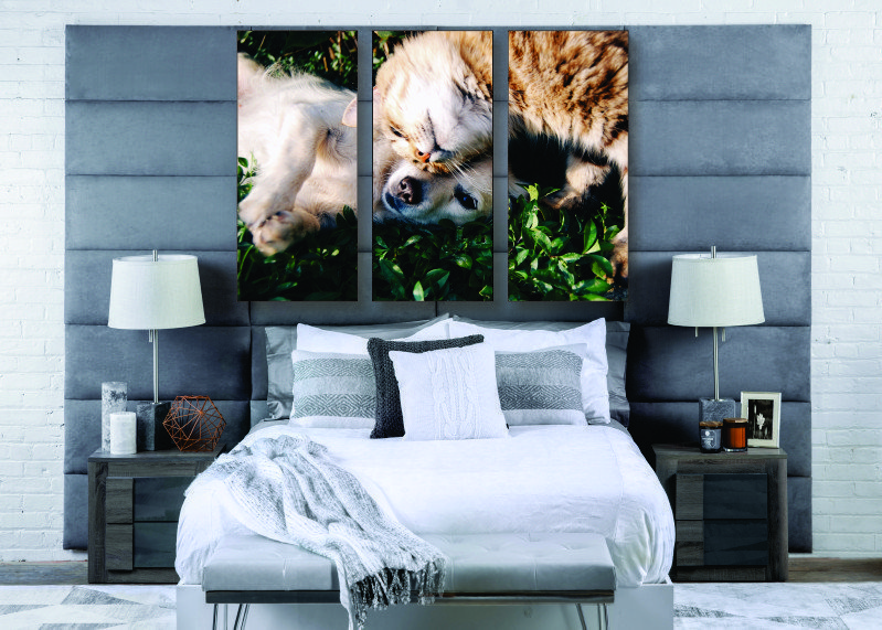 Cuddling Cat & Dog Canvas Print - 3 Piece