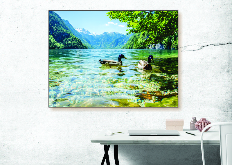 Ducks on a Lake Canvas Print - 1 Piece