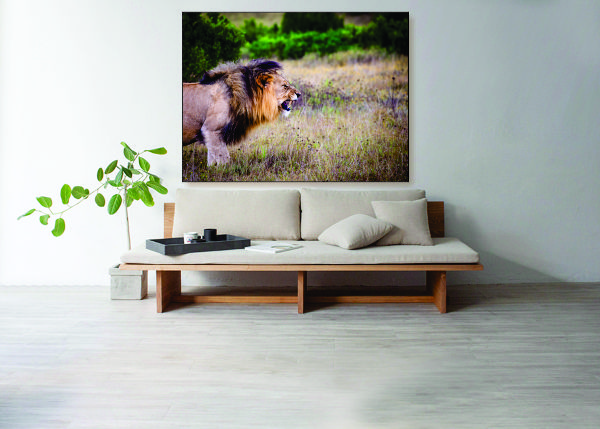 Fierce Lion Canvas Print - 1 Piece
