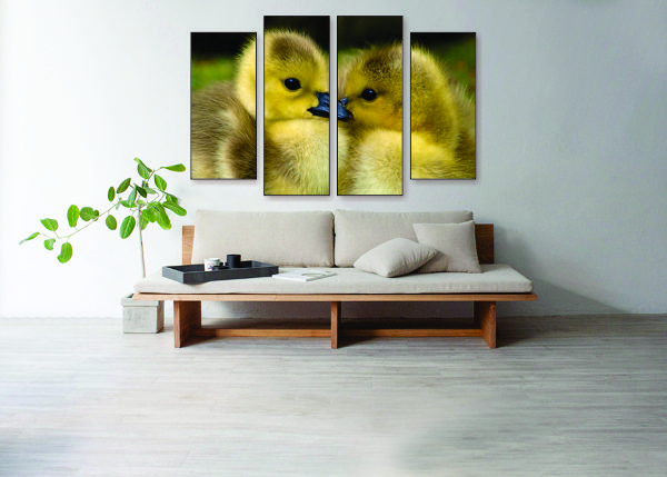 Loving Ducks Canvas Print - 4 Piece