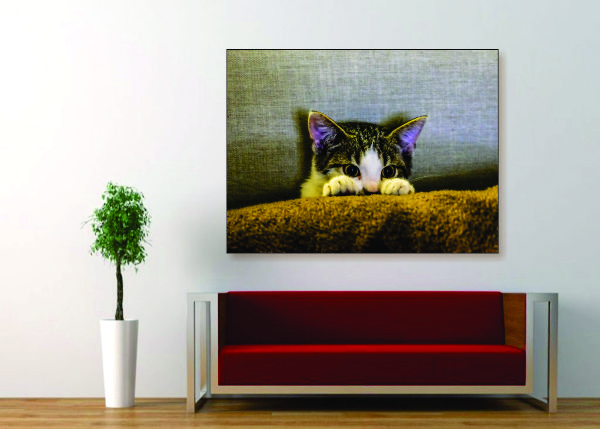 Scared Kitten Canvas Print - 1 Piece