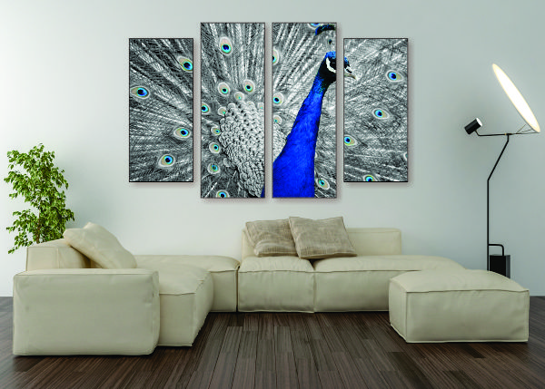 Black & White Peacock Canvas Print - 4 Piece